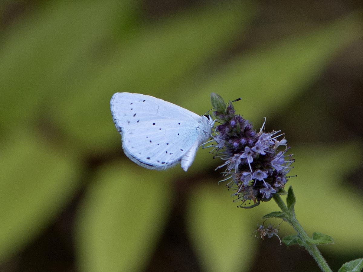 Celastrina argiolus